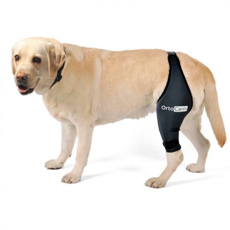 Ortocanis Protector ortopédico de rodilla derecha para perros, diseñado